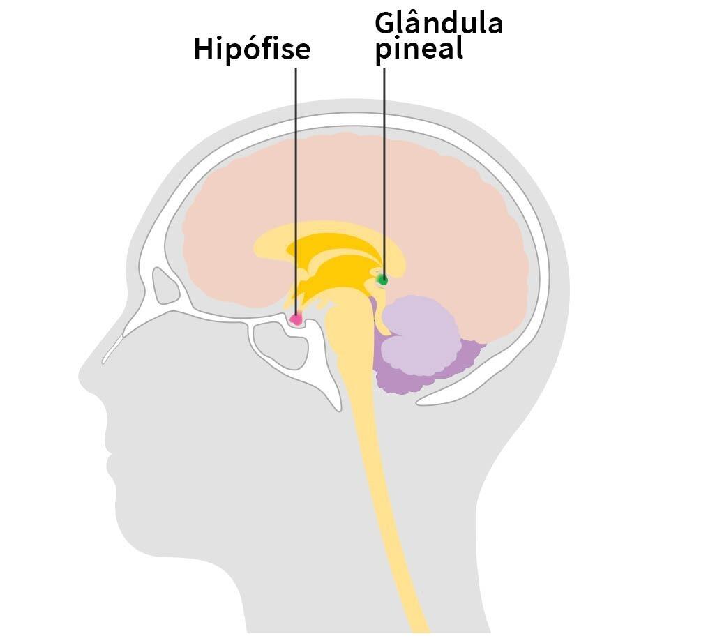 Desenho mostra localização da hipófise e da glândula pineal.