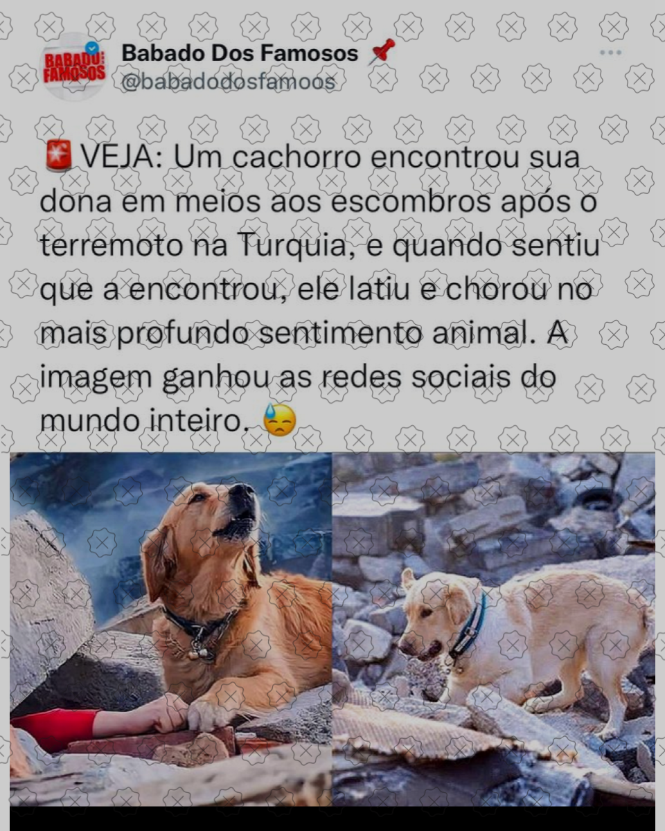 Post usa foto de banco de imagens como se mostrasse cachorro acompanhando resgate na Turquia