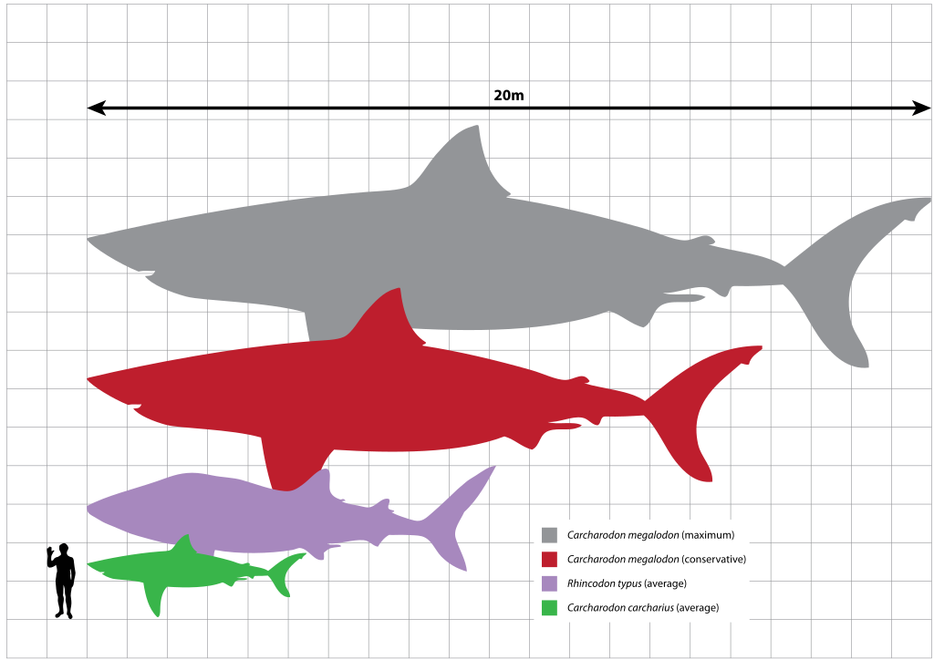 Comparação entre espécies de tubarão mostra estimativa do tamanho de um megalodonte (cerca de 20 metros)