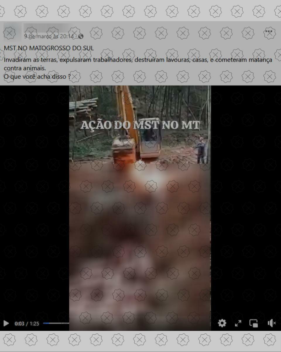Vídeo de porcos sendo incinerados em uma vala tem sido compartilhado junto de legenda enganosa que atribui extermínio ao MST 