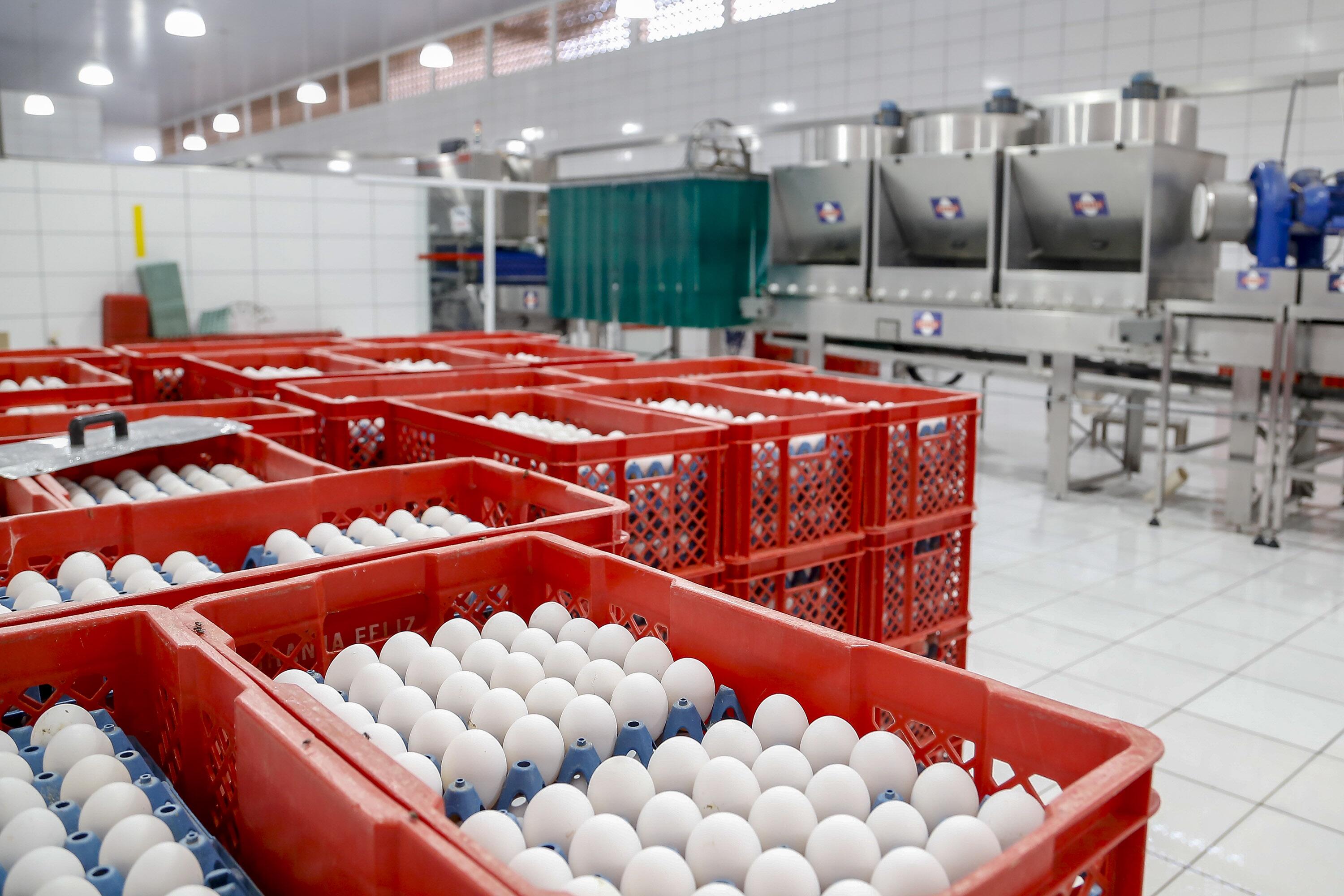 Foto mostra ovos brancos acondicionados em engradados vermelhos em uma fábrica de Arapongas (PR)