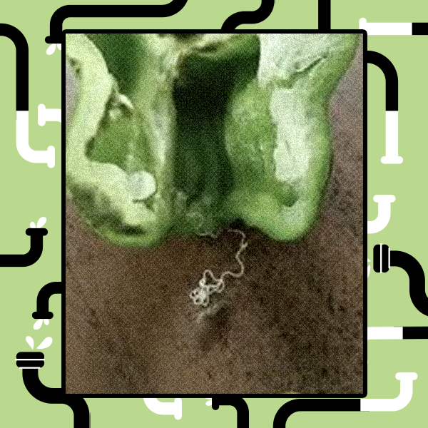 Uma foto de close de um pimentão verde cortado, com um pequeno verme branco e retorcido saindo dele, sobre uma superfície marrom.