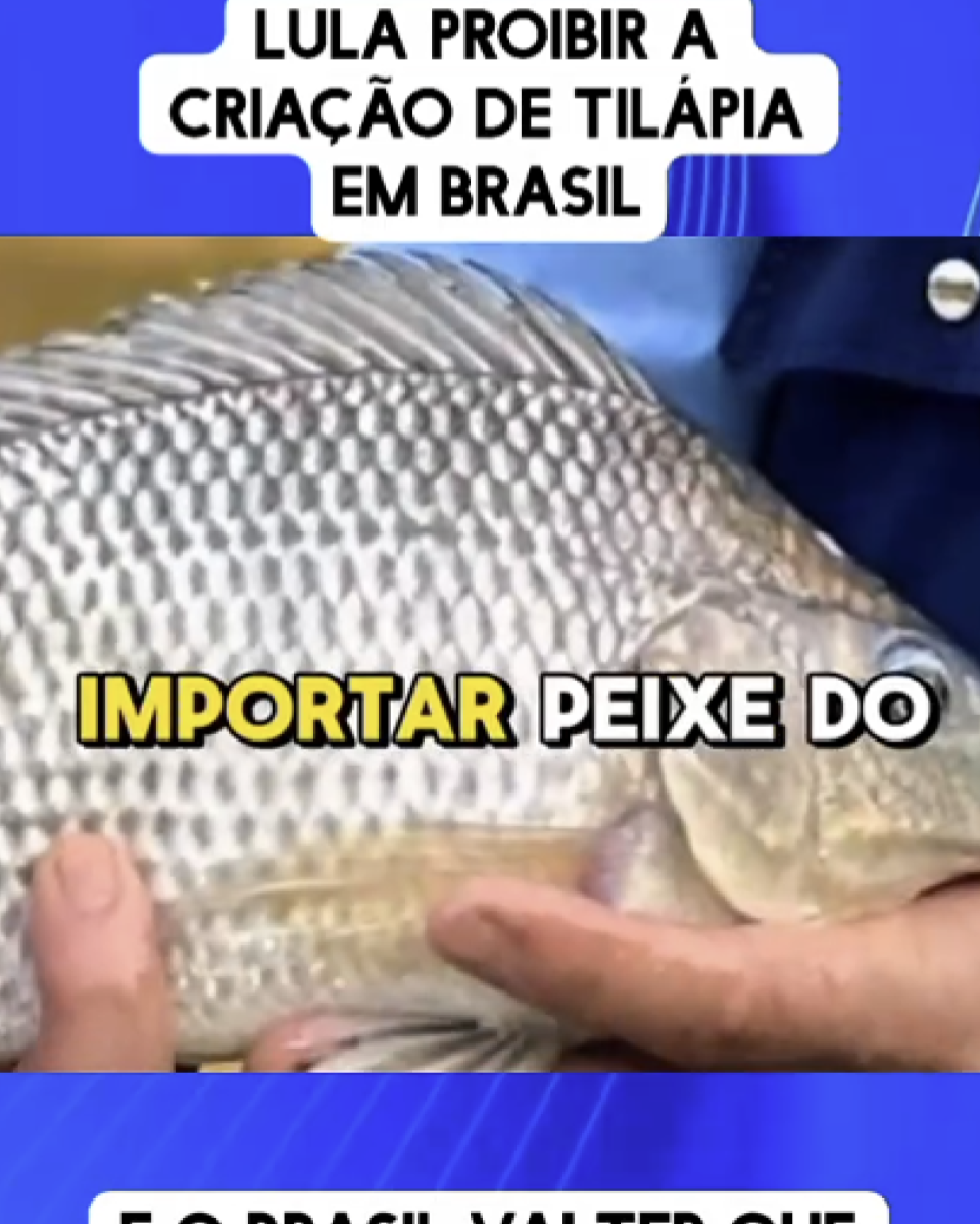 A imagem é composta por três faixas horizontais. Na parte superior, há um retângulo azul com texto em letras brancas que diz: ‘LULA PROIBIR (sic) A CRIAÇÃO DE TILÁPIA EM BRASIL’. No centro, aparece a foto de uma tilápia sendo segurada por duas mãos. O peixe ocupa quase toda a largura da imagem, mostrando as escamas prateadas e a cabeça voltada para a direita.