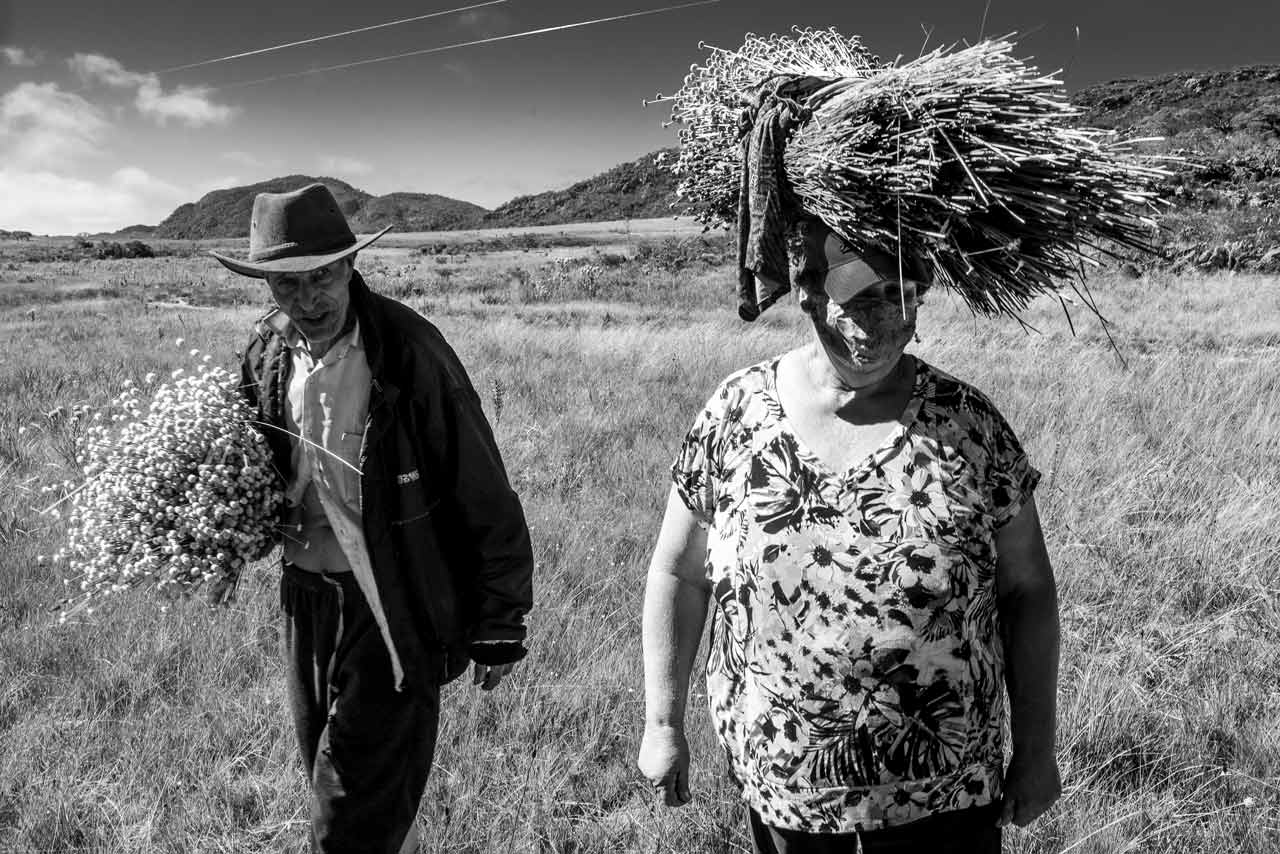 Um senhor de chapéu e uma senhora de máscara fazem a colheita em um campo.