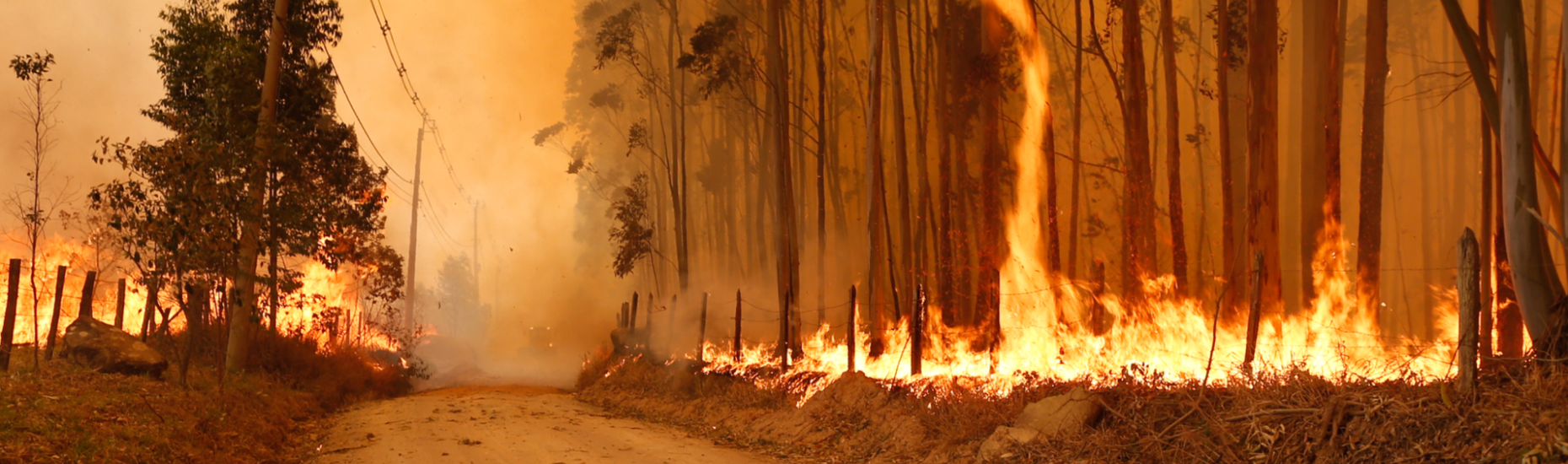 Governo cruzou os braços e não combate os incêndios