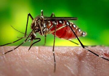 Vírus zika não foi criado pelos Rockefeller, não tem patente e não gera lucro com vacinas