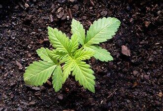 Relatório contra descriminalização da maconha tem dados distorcidos