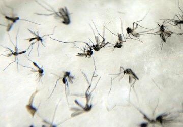 Em época de zika vírus, casos de microcefalia mais que triplicaram no Nordeste